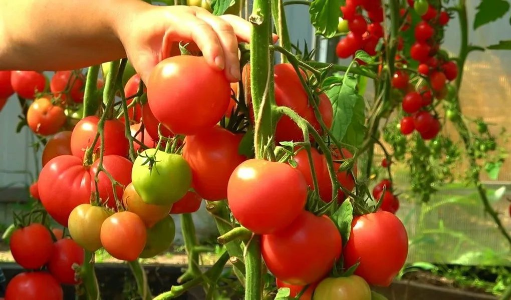 Нужно ли подкармливать помидоры. Томаты в огороде. Удобрение для томатов. Кистевые томаты. Помидоры в открытый грунт.