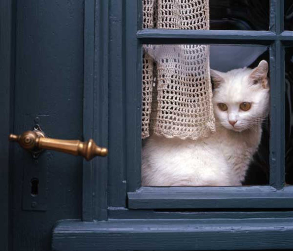 There is a cat in the window. Кот на окне. Котик у окна. Кот в окошке. Кошка за окном.