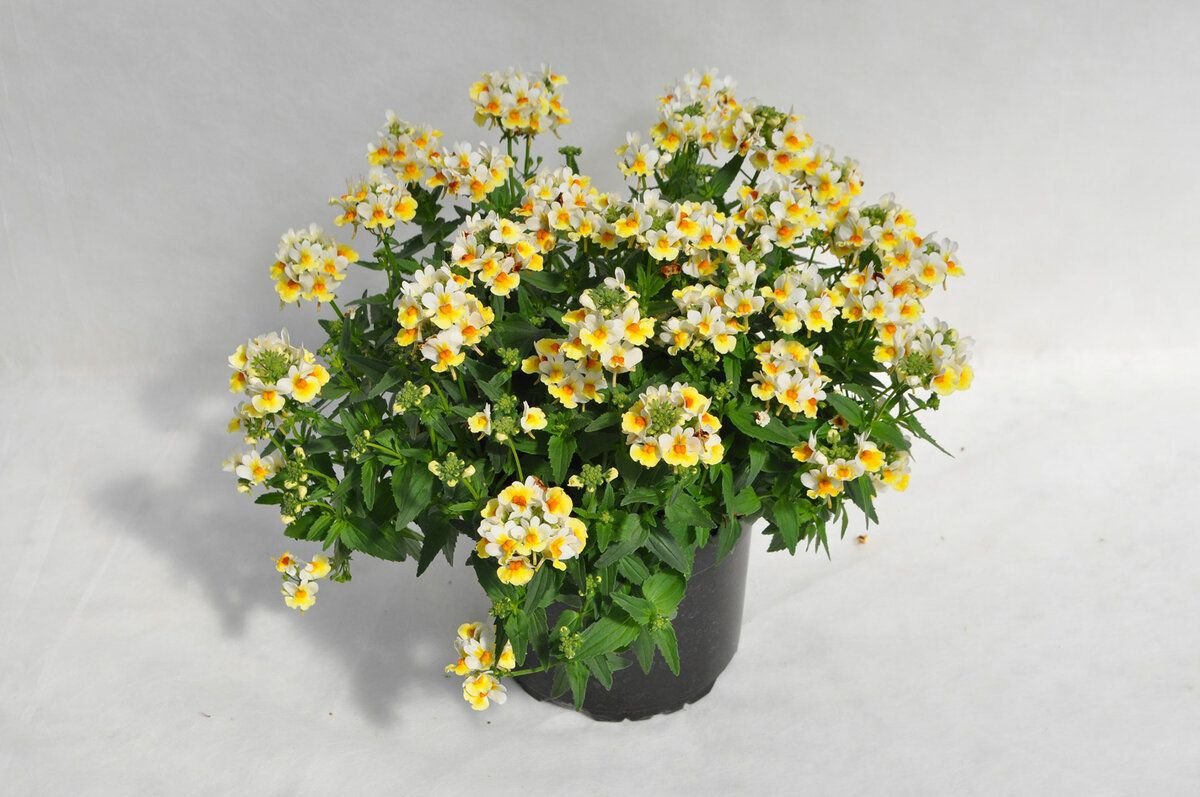 Немезия Натюрель