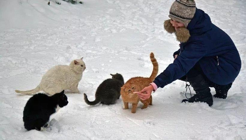 7 советов, как правильно кормить зимой бездомных кошек | В мире ...