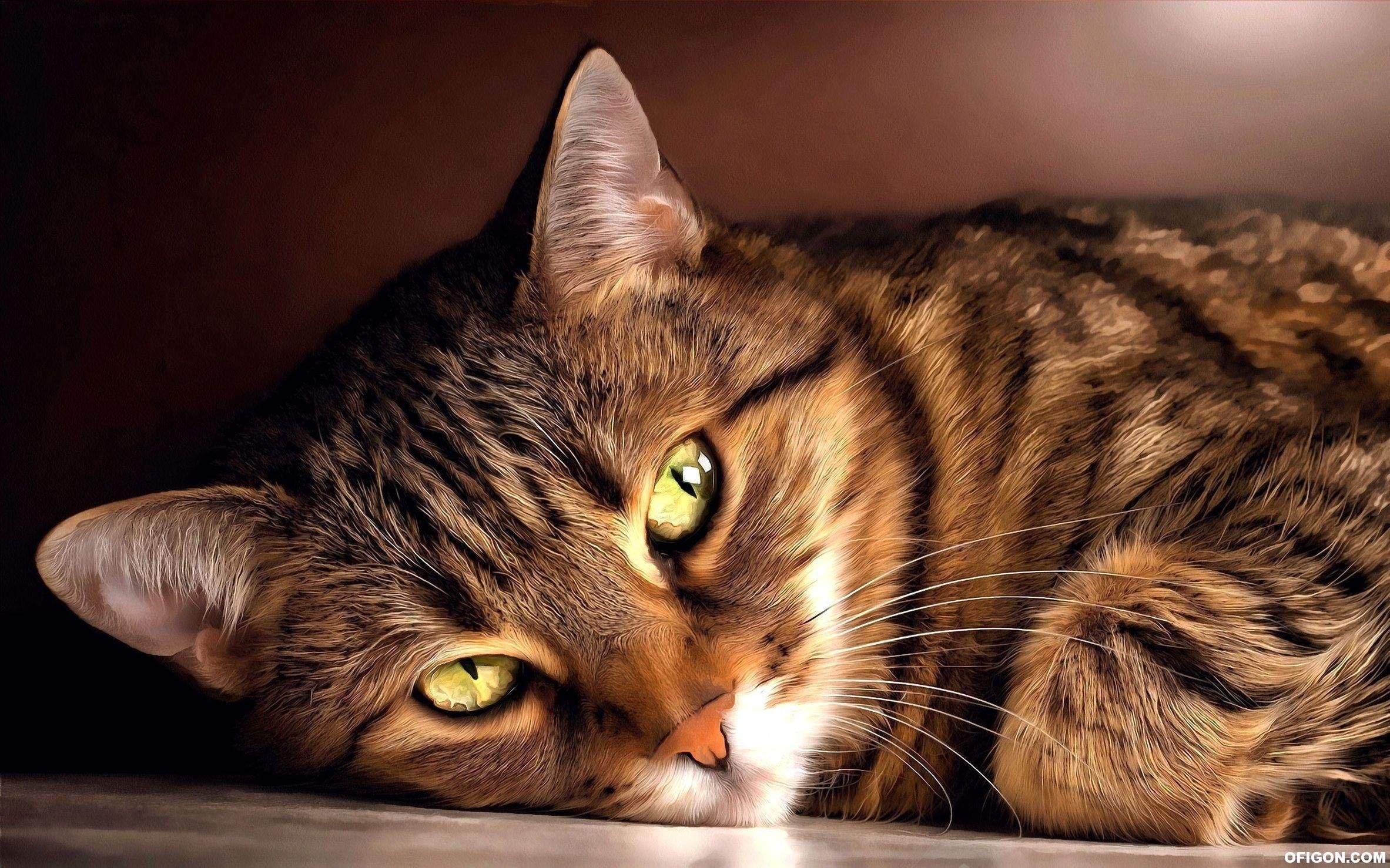 Картинки котов. Европейская короткошерстная табби. Европейская короткошёрстная кошка коричневая. Европейская короткошерстная кошка полосатая. Тэбби Кэт.