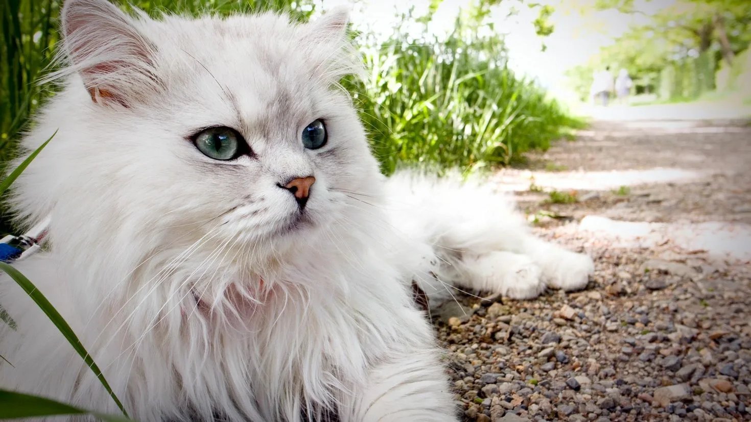 Прекрасная кошечка. Бурмилла длинношерстная. Британская длинношёрстная кошка белая. Персидская шиншилла. Персидская длинношерстная шиншилла.