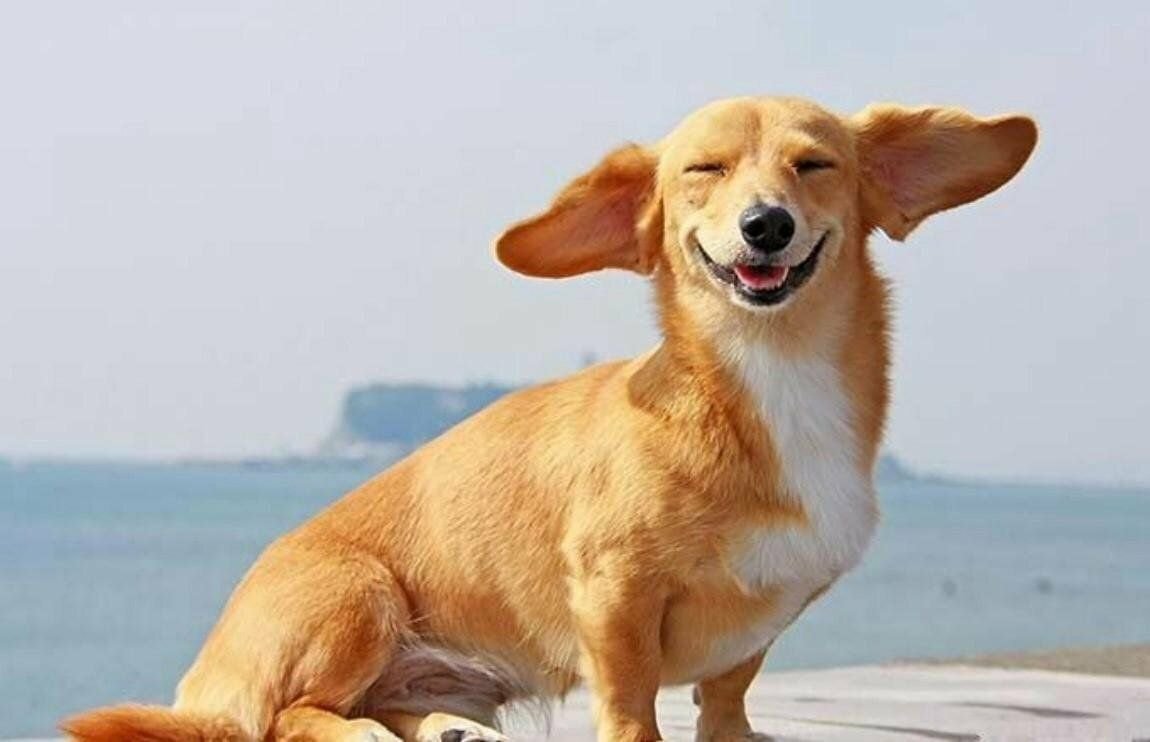 Смешные фото животных собак