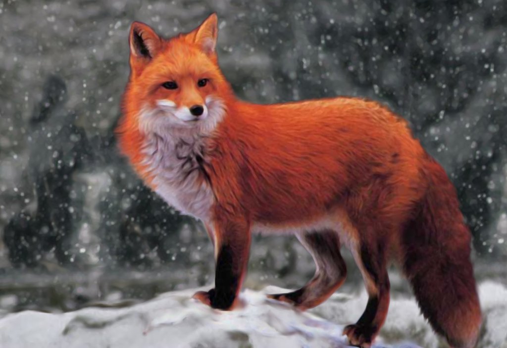 Оранжевый лис. Милая лиса. Рыжая лиса. Обыкновенная лисица. Африканская лиса.