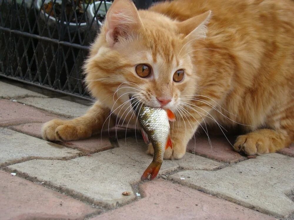 Кошка ест птицу. Рыжий кот с рыбой. Рыжий кот с мышью в зубах. Кот с рыбой в зубах. Кот с рыбкой в зубах.