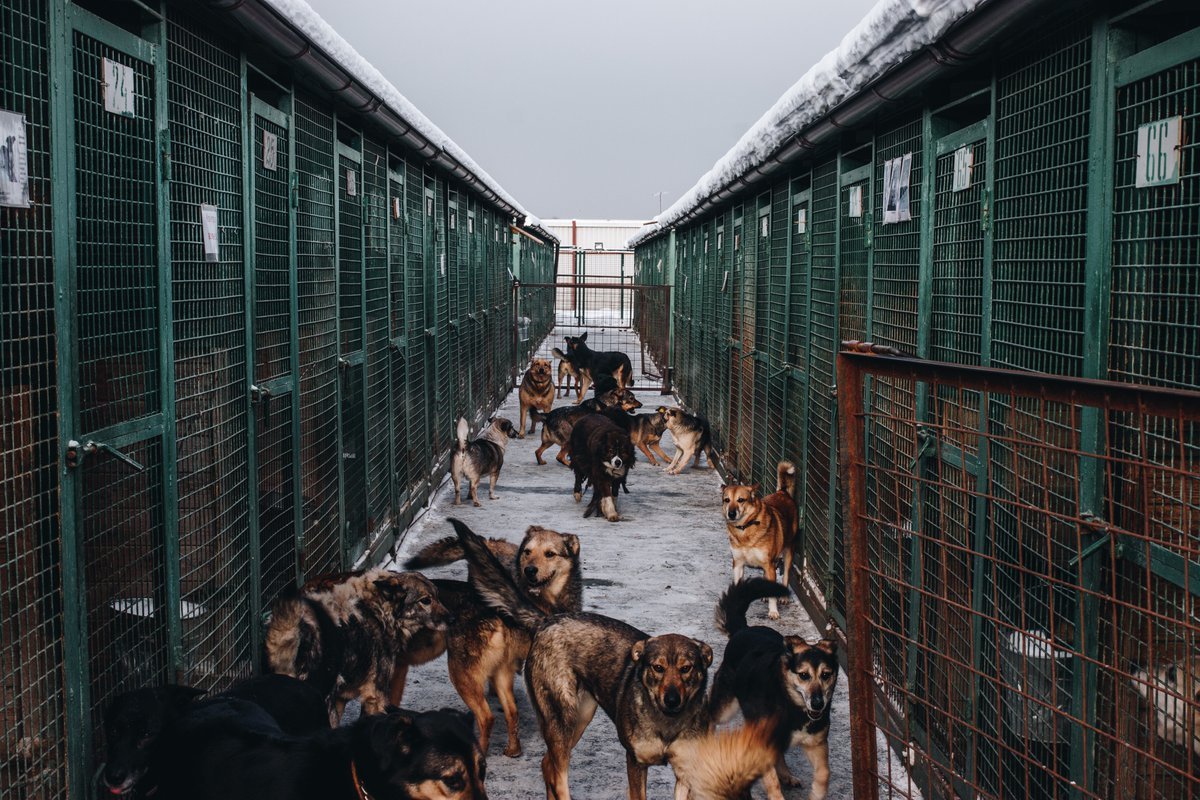 Приют в москве взять. Приют для бездомных собак в Москве. Муниципальный приют для бездомных животных САО Москвы. Приют для собак в Москве. Владикавказ муниципальный приют для собак.