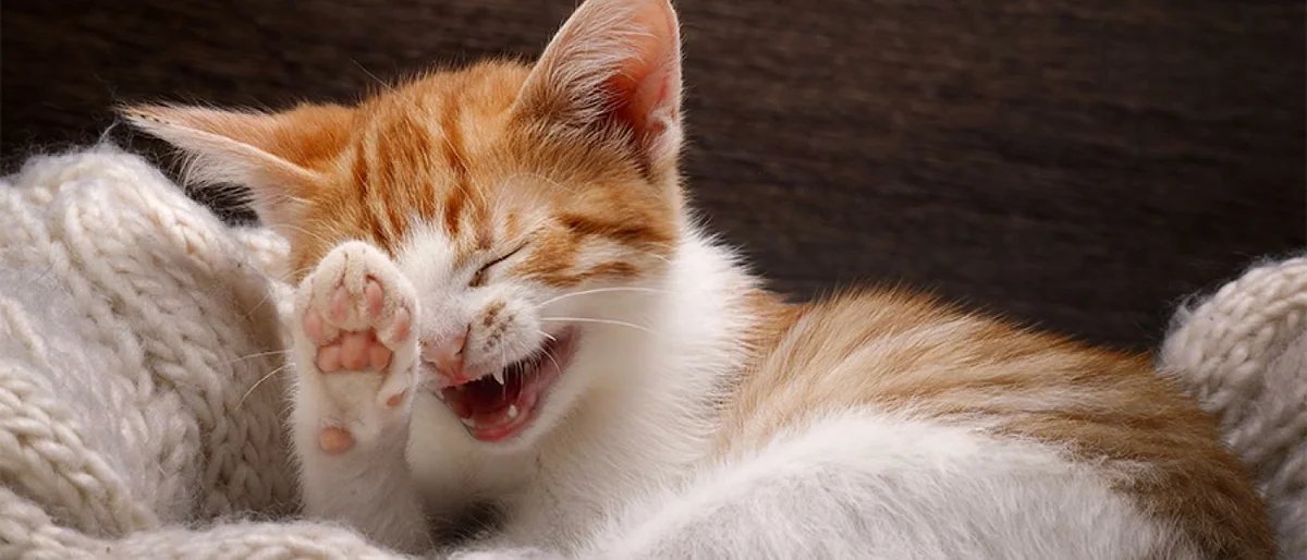 Картинка котик смеется