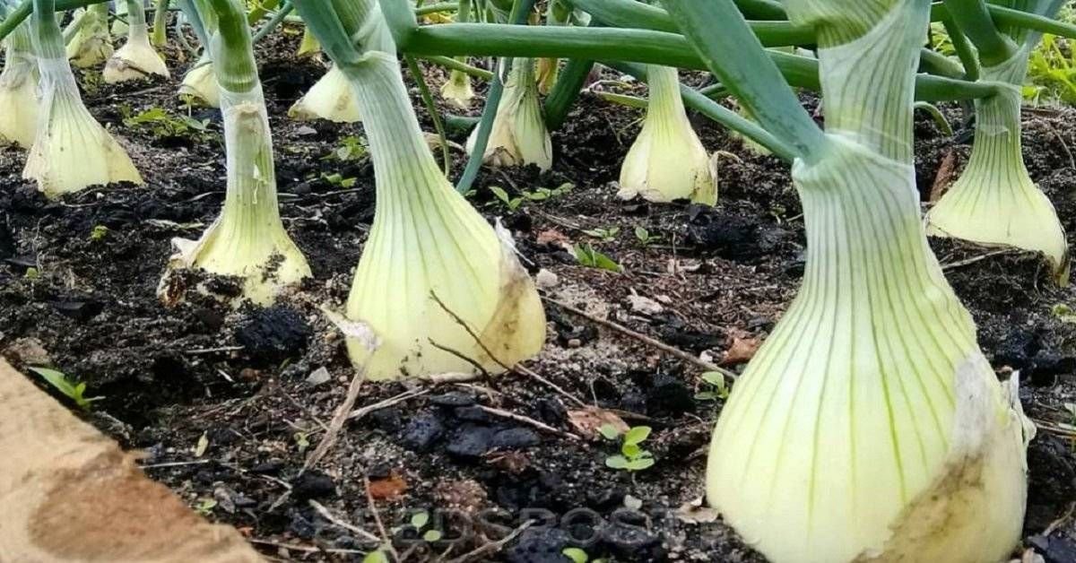 Лук эксибишн. Лук Эксибишен. Лук Репка Эксибишен. Лук репчатый Эксибишен. Лук гигант Эксибишен.