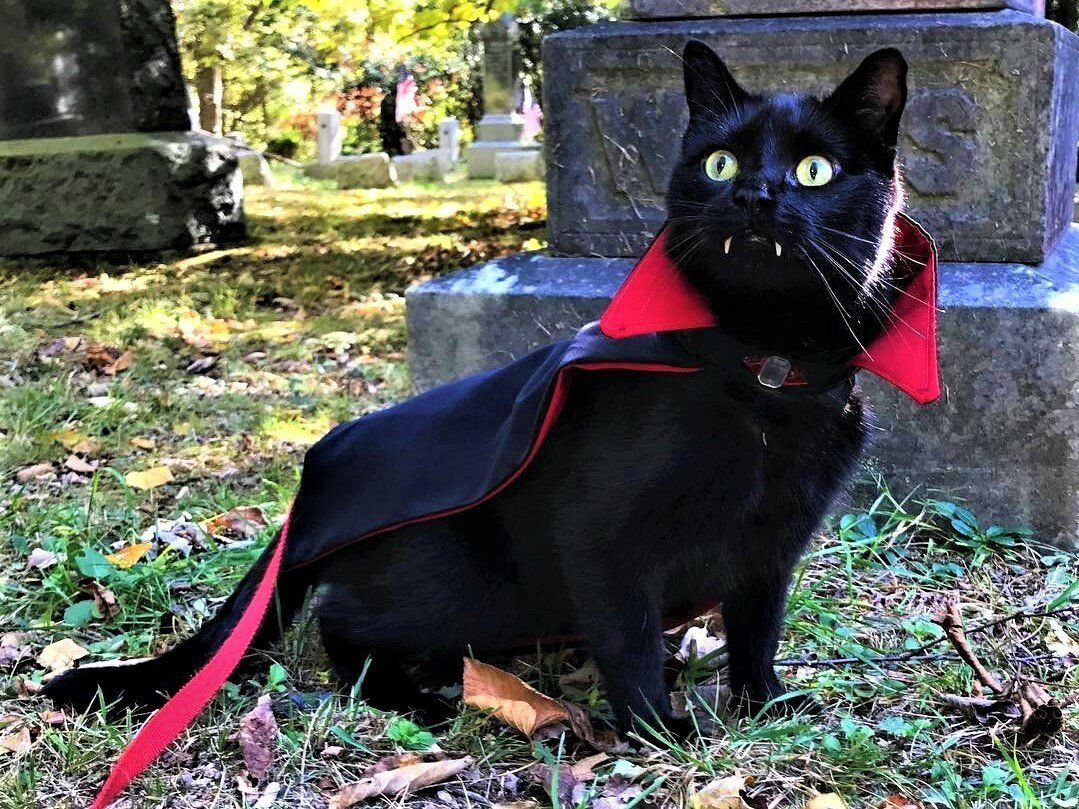Черная кошка в костюме
