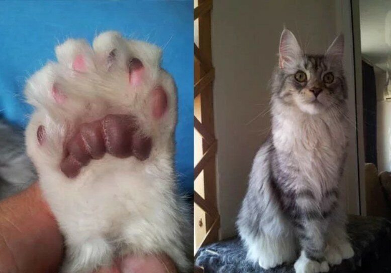 Сколько у котов пальцев на передних лапах фото