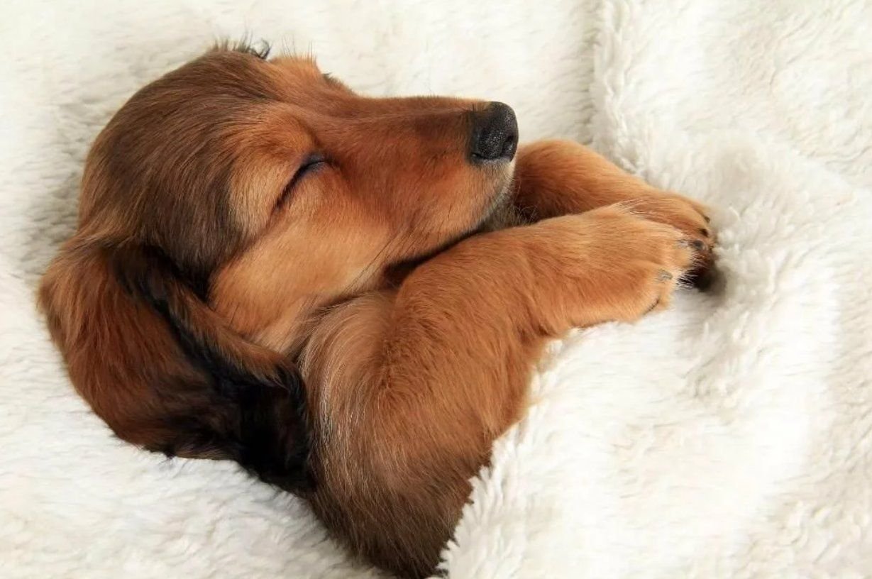 Собака на руках во сне. Спящие щенки. Спящий щенок. Милые спящие животные.