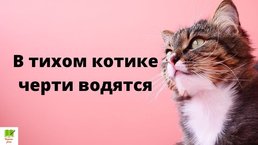 Кот садится на стол