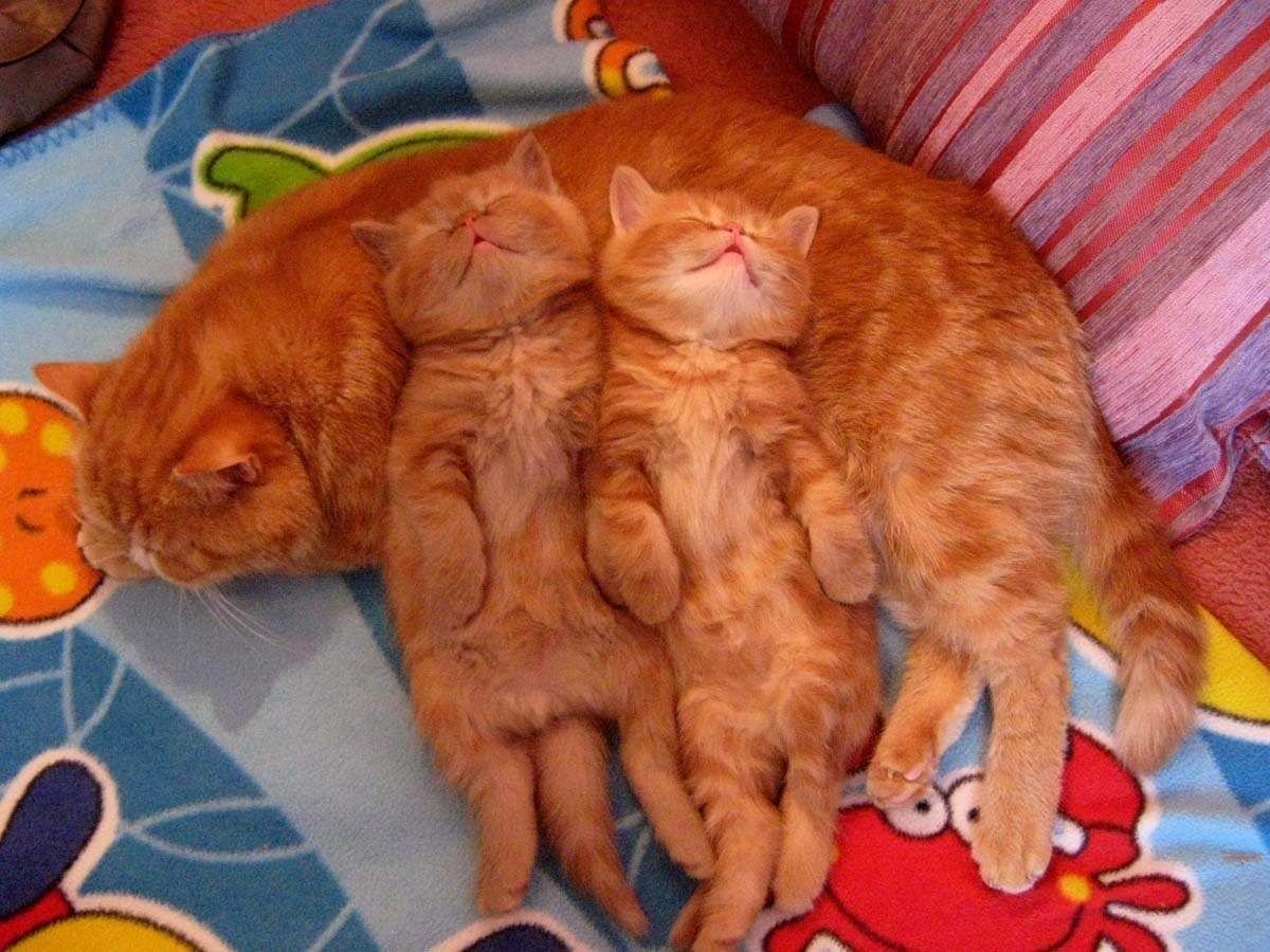 Котята без мамы. Рыжие коты. Рыжая кошка с котятами. Рыжий котёнок. Смешные рыжие коты.