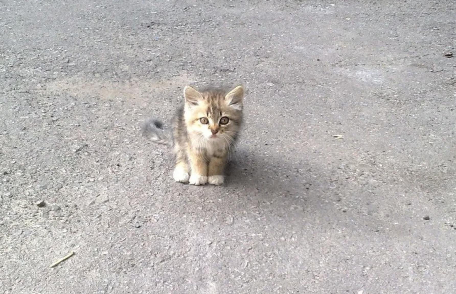 Жалкий котенок