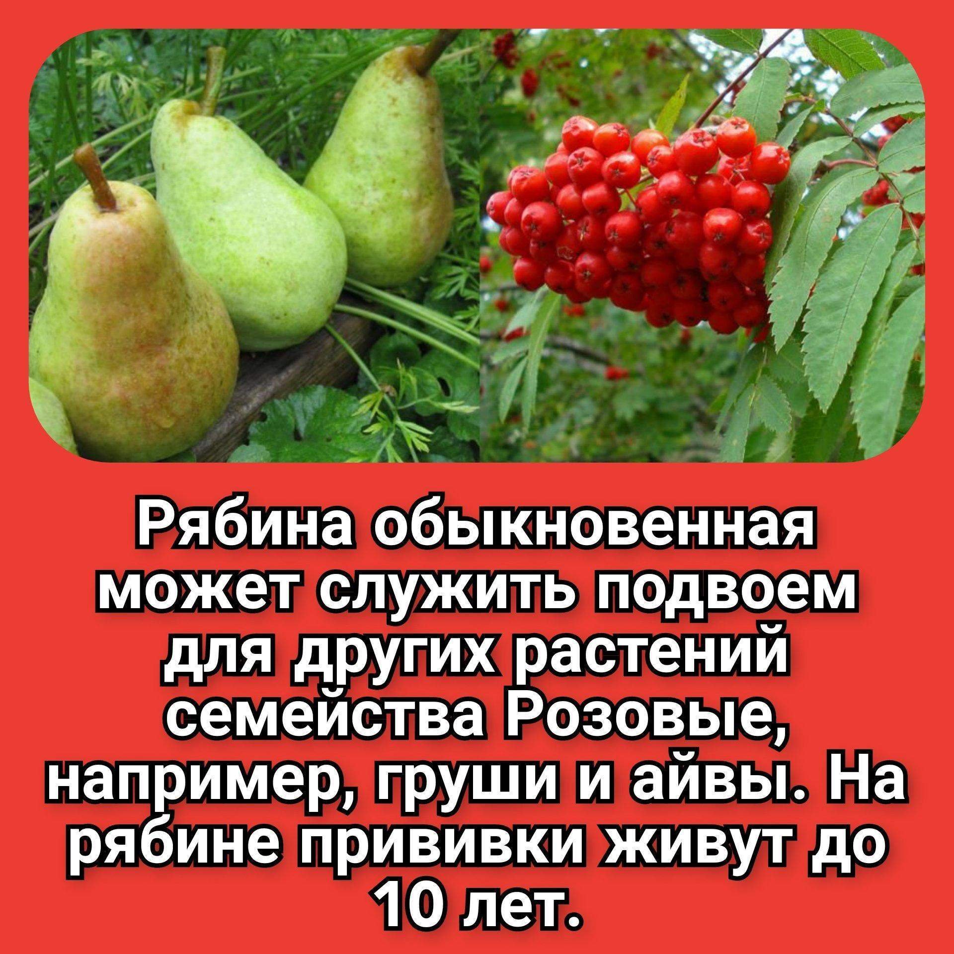 Удивительные факты о рябине: чем так интересна эта уникальная ягода Живой сад Пу