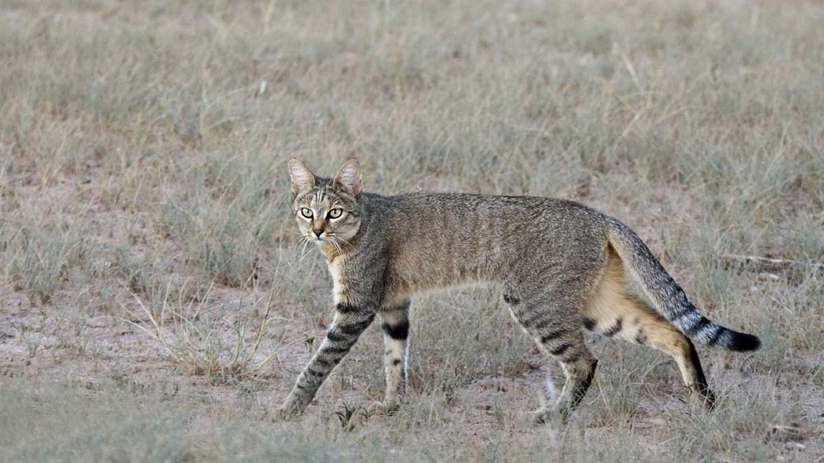 Нубийский кот фото