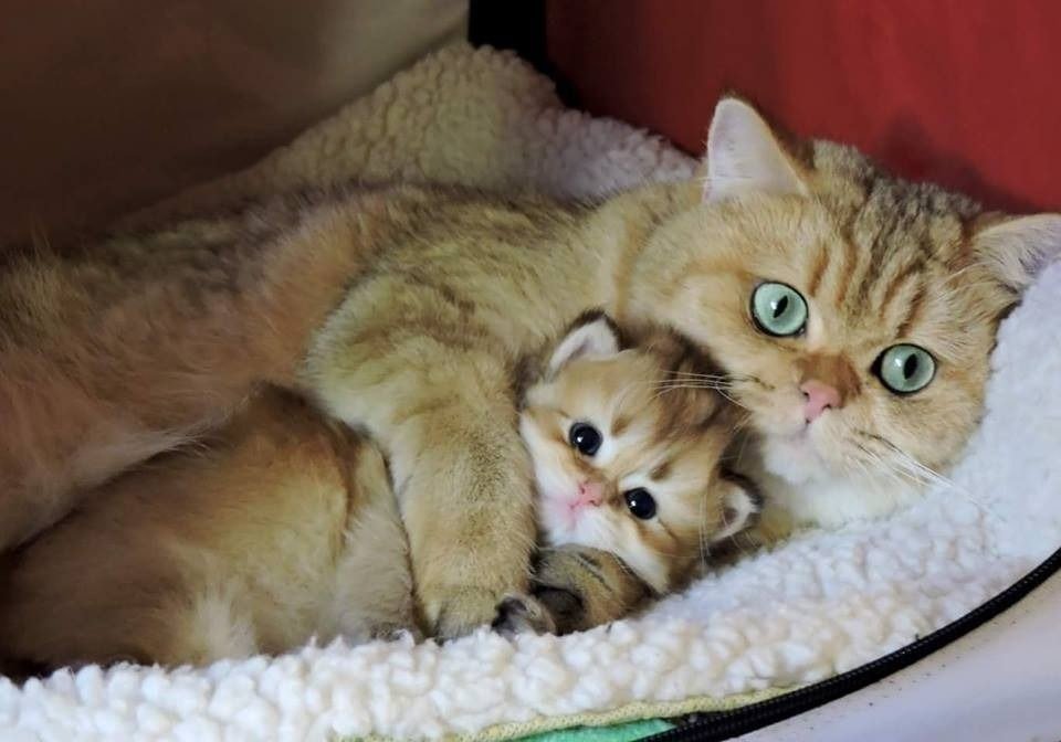 Мама кошка и котенок фото