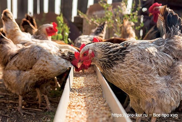 курочки - несушки. корм для кур несушек. курица ест пшеницу. кормление сельскохозяйственной птицы. мешанка для кур.