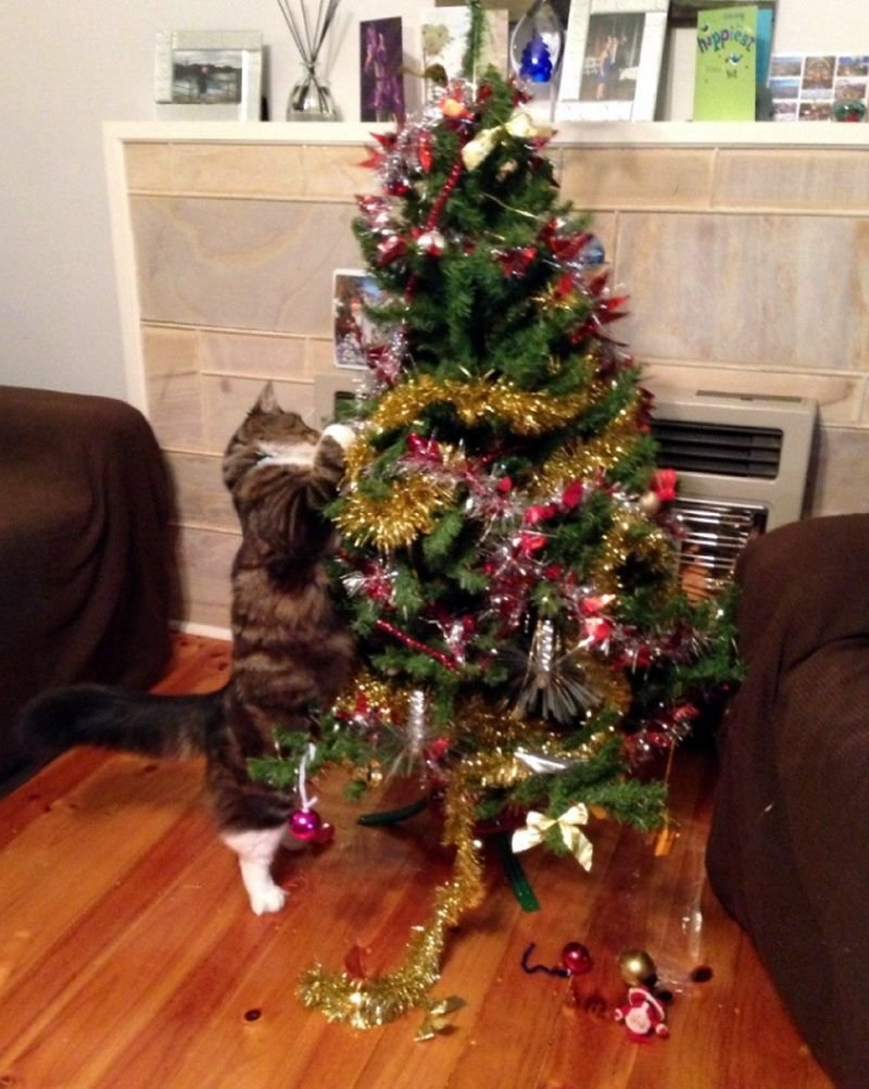 Новогодняя елка от кота