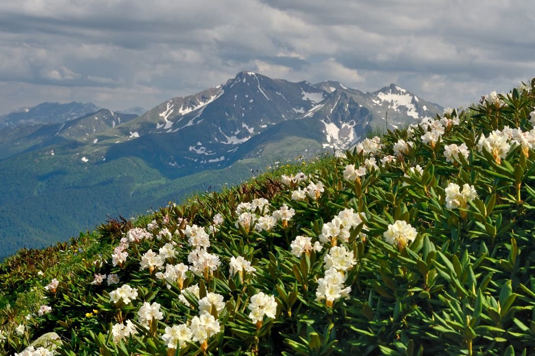 Mountain flora. Кавказский биосферный заповедник цветы. Кавказский заповедник Флора. Рододендрон кавказский заповедник. Тхач рододендроны.