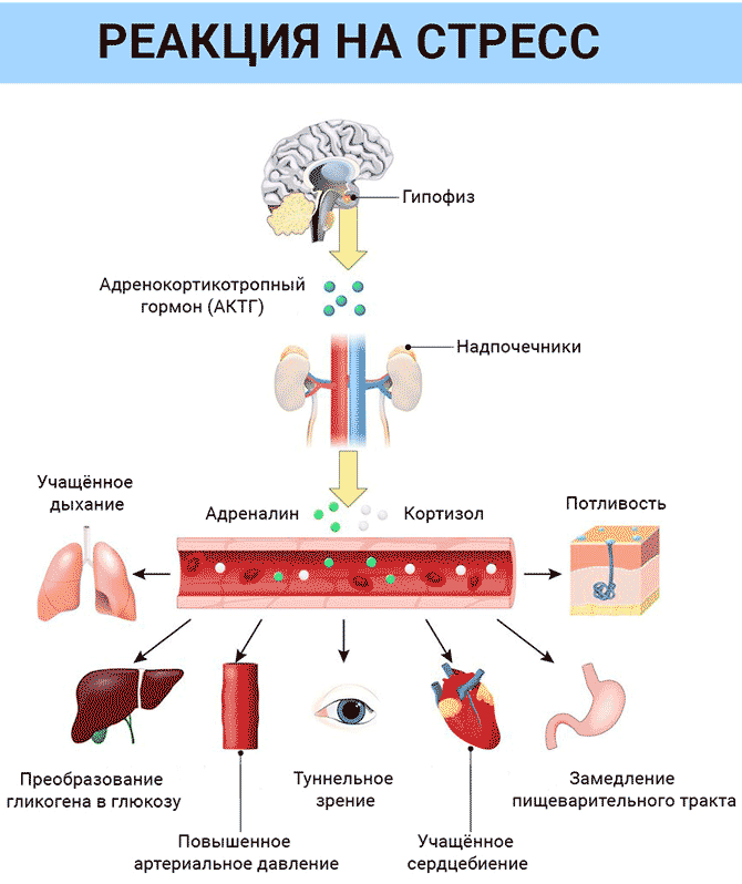 Гормон бодрости. Схема влияния кортизола. Кортизол как вырабатывается в организме. Кортизол эффект гормона. Хронический стресс кортизол.