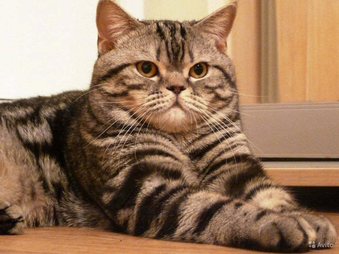 Шотландская вислоухая коричневая полосатая