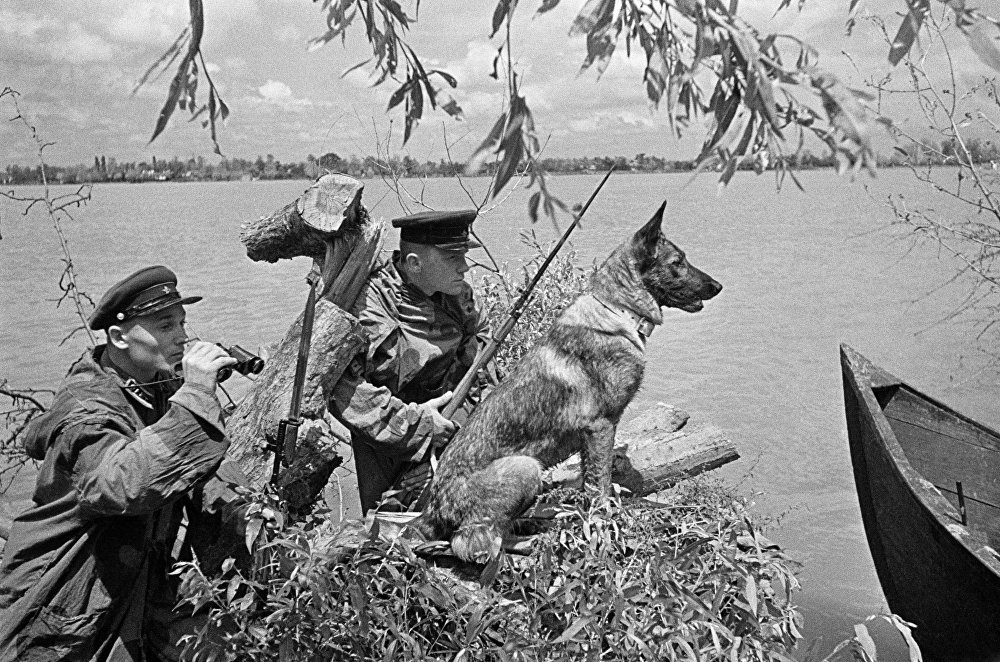 Собаки герои войны фото