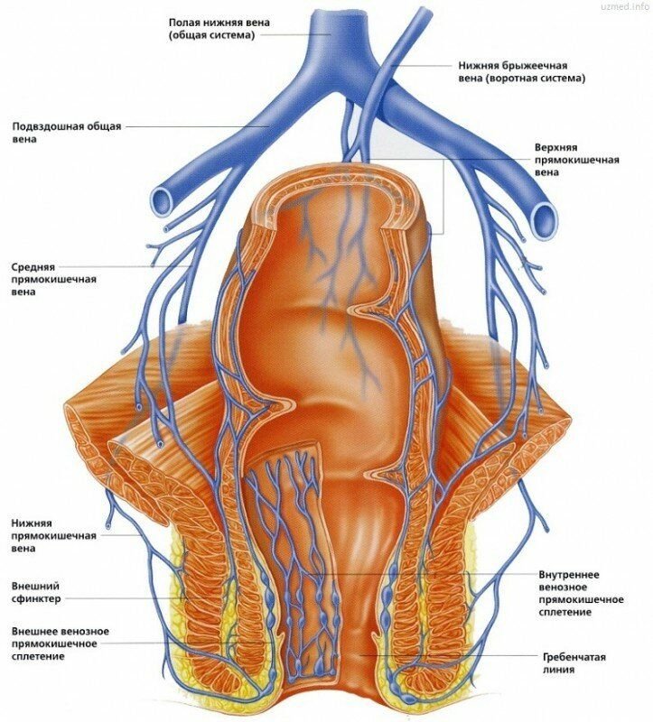 Внутренний узел. Прямокишечное венозное сплетение. Венозный отток от прямой кишки схема. Венозные сплетения прямой кишки. Верхняя прямокишечная ве.