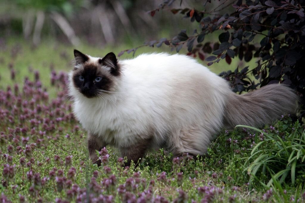 Балинезийская кошка фото