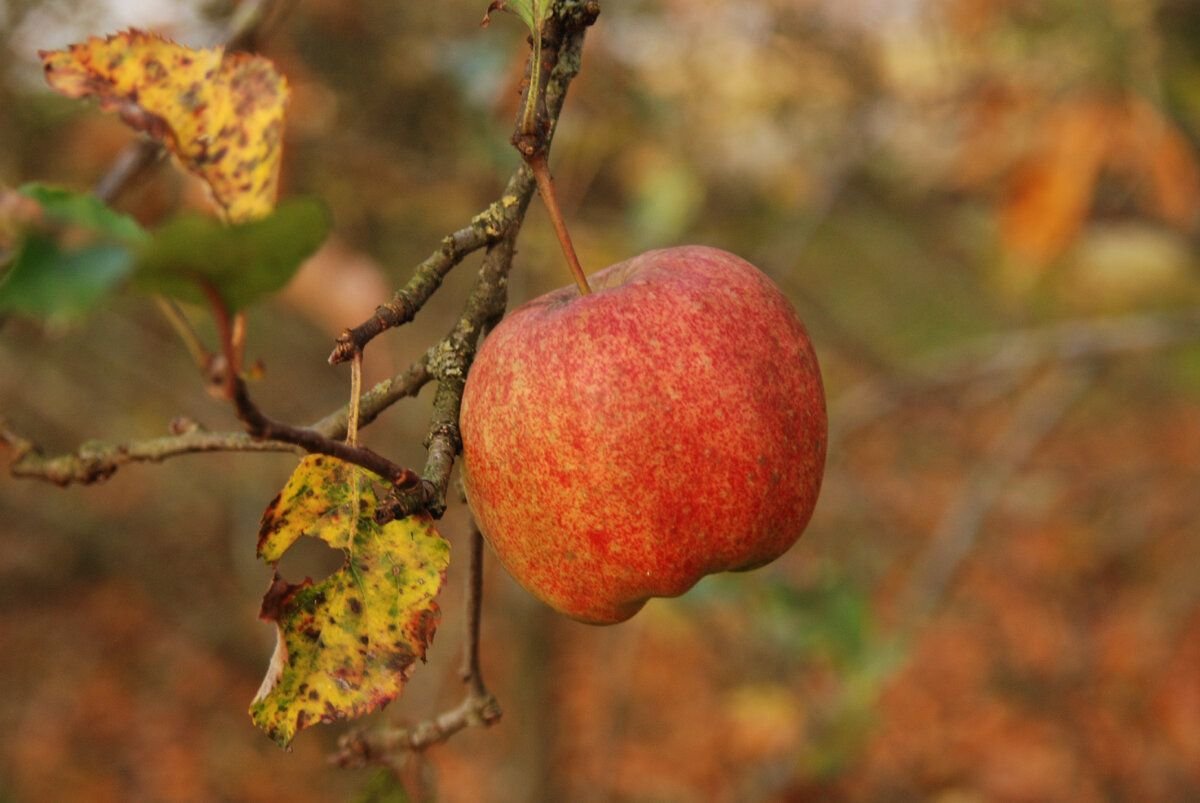 Яблоня осень