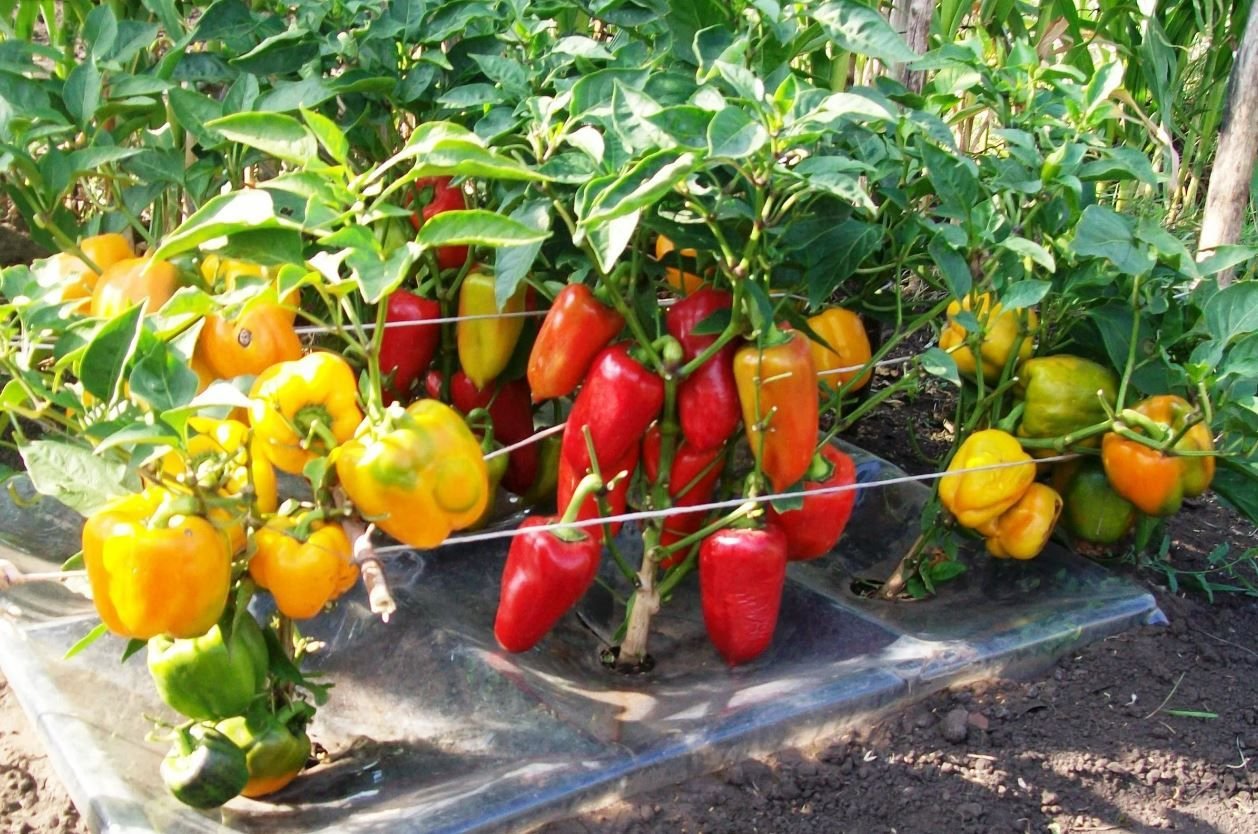 перец сладкий тритон. перец фараон. грек сладкий перец. перец калифорнийское чудо. нужен перец.