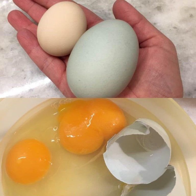 Качество яйца куриного. Маркировка куриных яиц обозначения. Стороны яйца. Что появилось вперед яйцо или курица. Яйца кур.