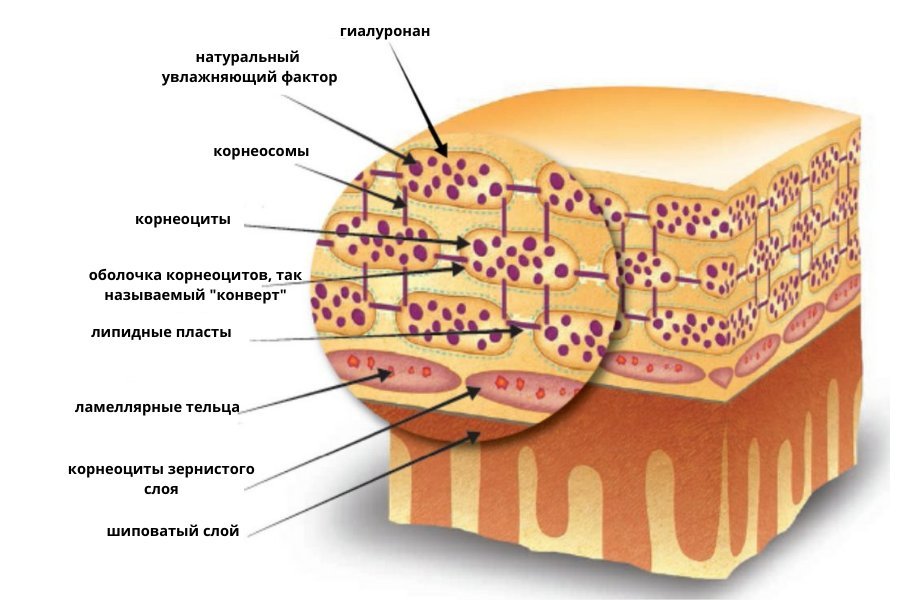 Каким образом кожа. Водно-липидная мантия кожи. Нуф натуральный увлажняющий фактор. Гидролипидная мантия и эпидермальный барьер. Гидро липидная мантия кожи.