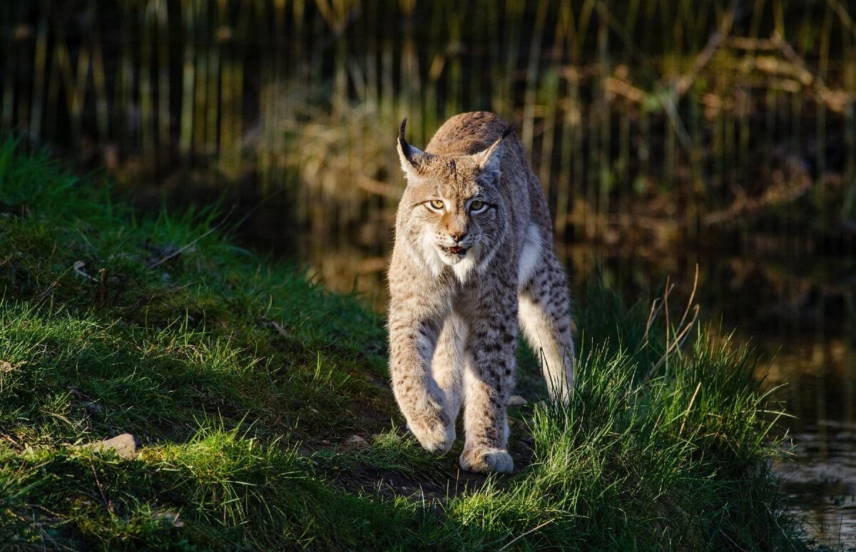 Лесной хищник. Калужские Засеки Рысь. Обыкновенная Рысь Lynx Lynx. Зюраткуль Рысь. Рысь (Lynx Lynx) в дикой природе.