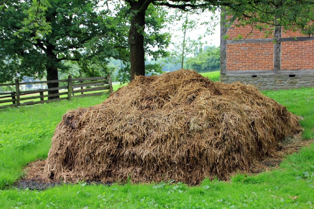 Куча перегноя. Подстилочный навоз. Навоз коровий. Куча перегноя. Много навоза.