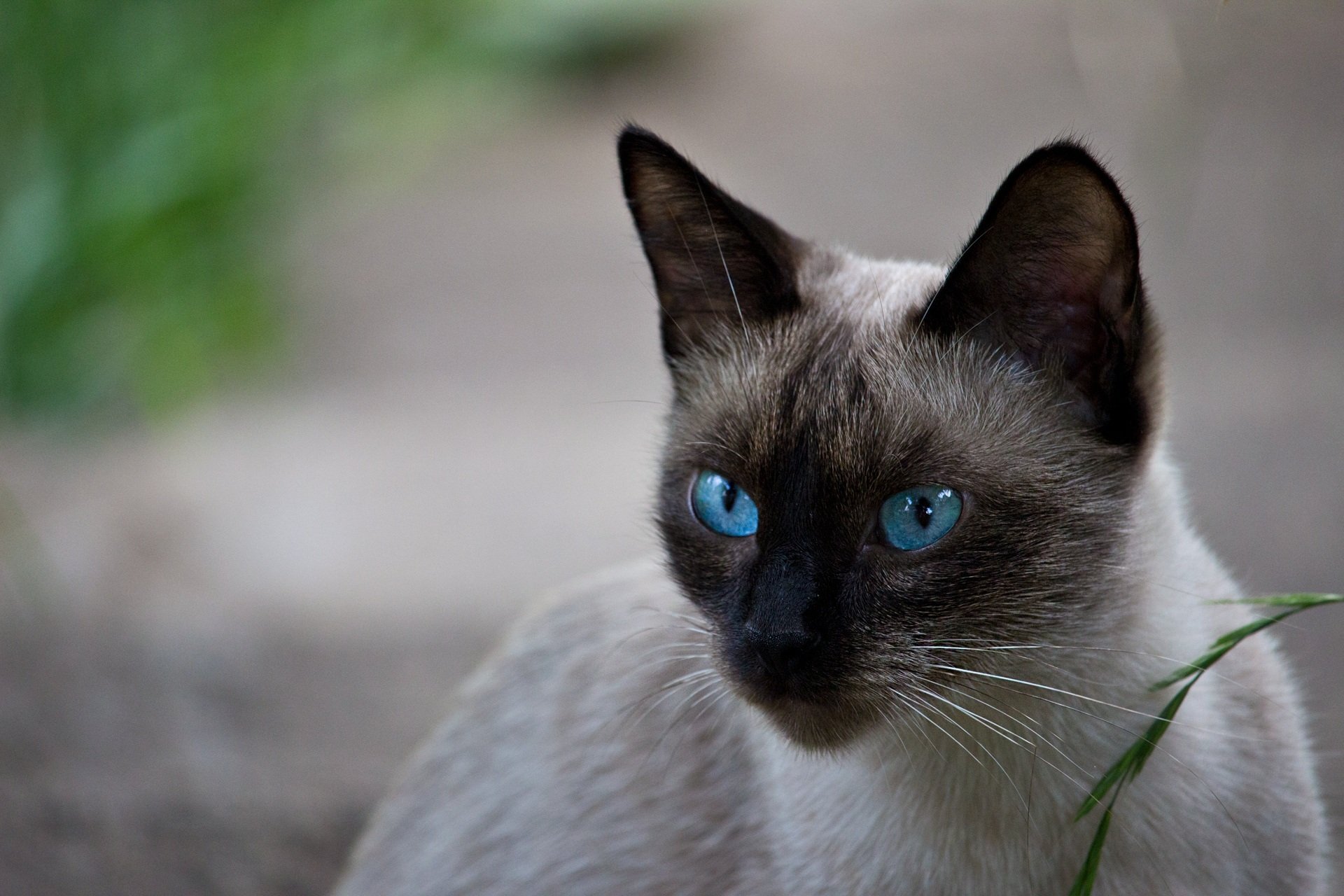 Разновидности сиамских кошек с фото и описанием