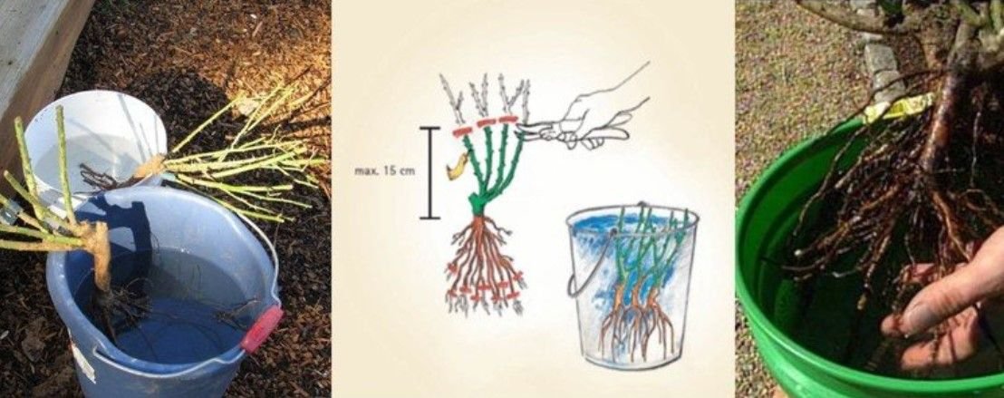 Как сохранить купленные розы до посадки весной. Отводки плетистой розы. Корни плетистой розы. Саженец на посадку розы плетистой. Посадка плетистой розы весной.