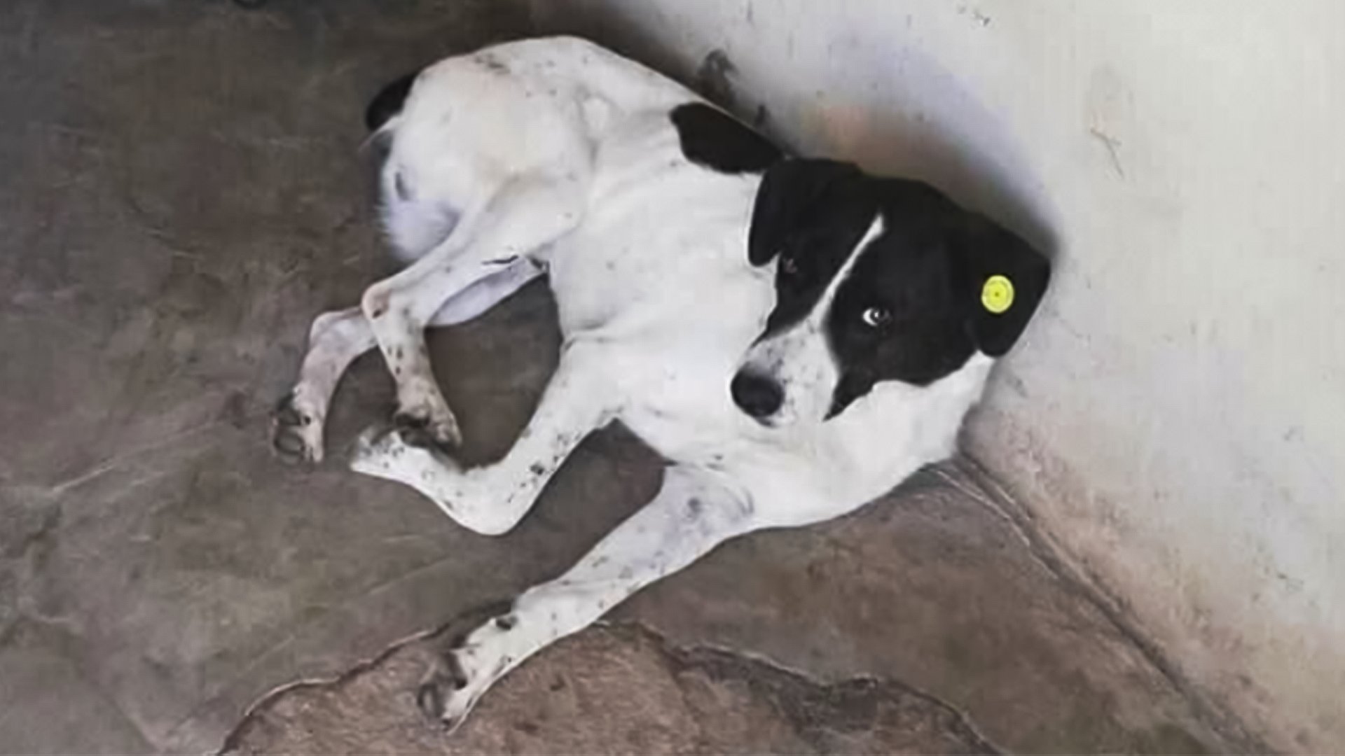 Собаки которые потерялись. Потерянные собаки. Собаки выбегают на встречу