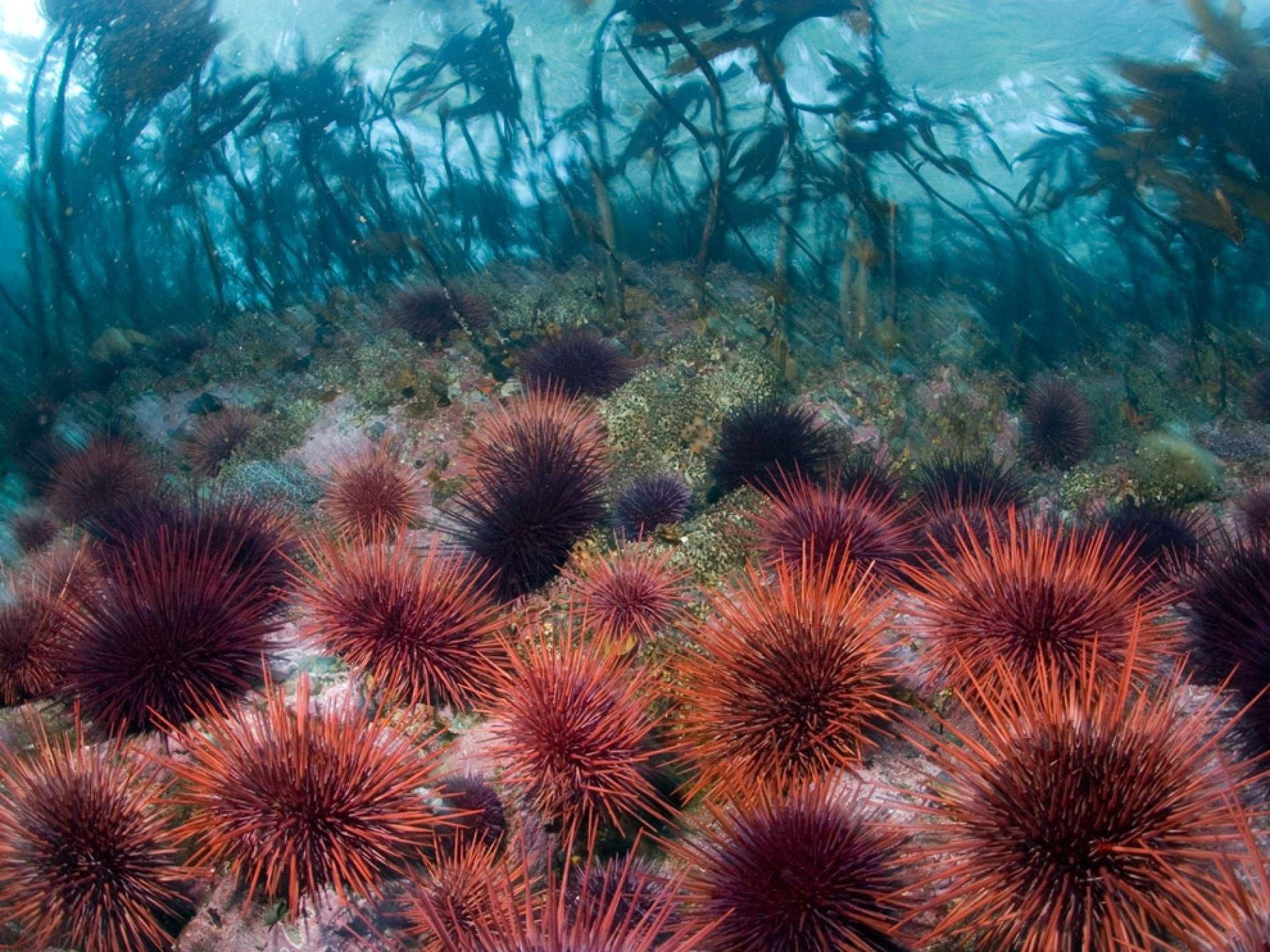 ежи в красном море