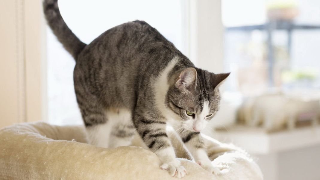 Кошка топчется передними лапами. Почему кошки делают молочный шаг. Kitten knead Blanket. Молочный шаг у котят.
