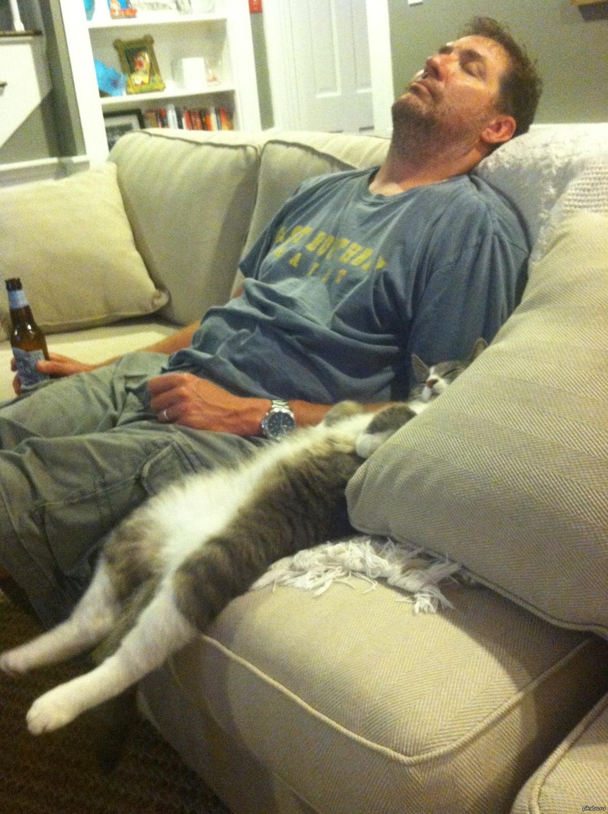 кот упал с дивана