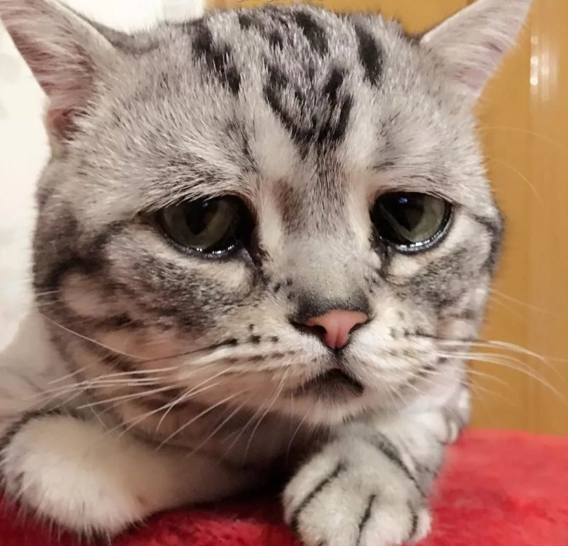 Грустный котик картинки