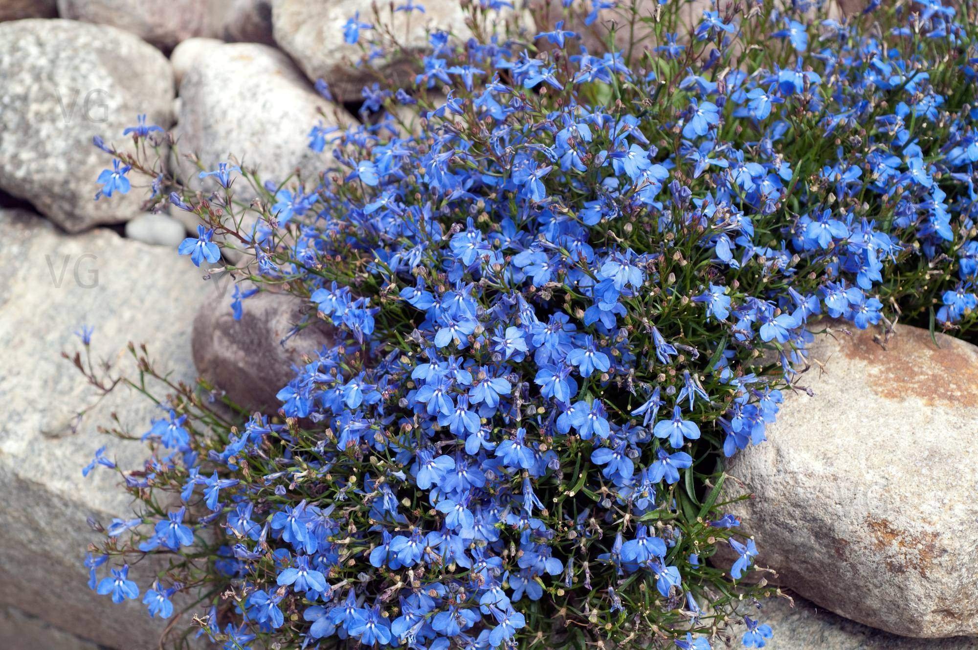 Lobelia erinus