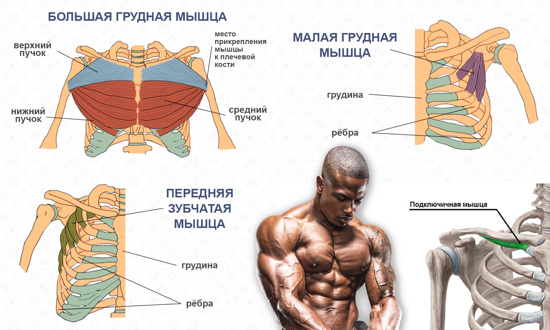 как устроена мужская грудь фото 72