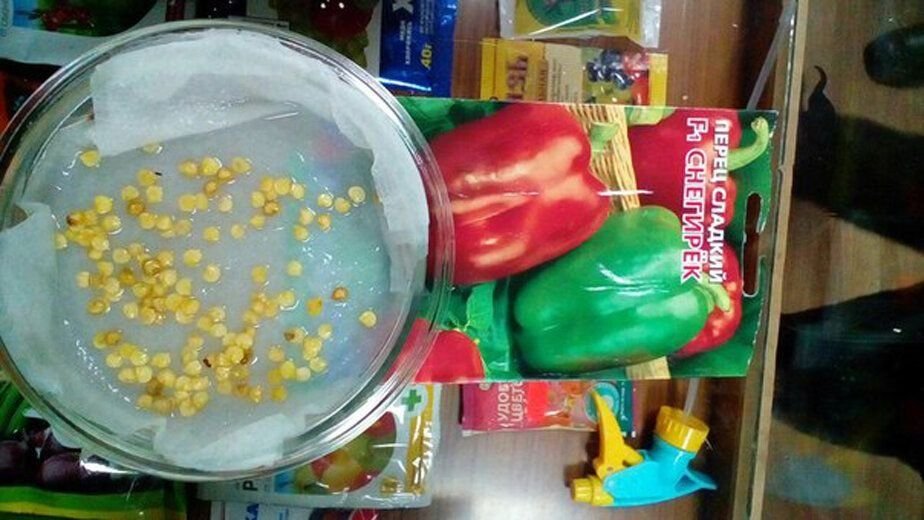 Проростки семян перца. Как быстрее прорастить перец. Намачивание семян перца. Намачивание семян перца. Семена томатов прорастание.