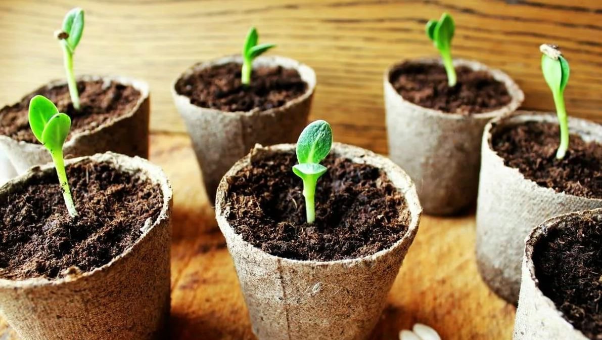 подготовка почвы для рассады. высаживание рассады огурцов. когда сажать семена огурцов. огурцы на рассаду семена. огурцы рассада.