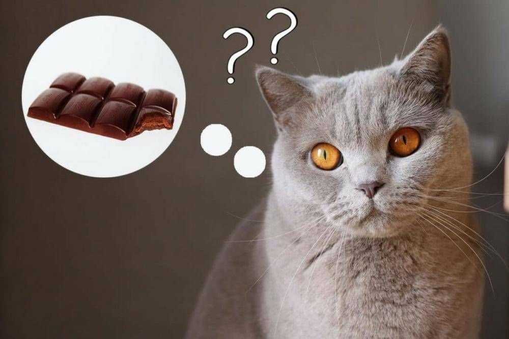 Котик в шоколаде. Кошка и шоколад. Коты и конфеты. Сладости для котиков.