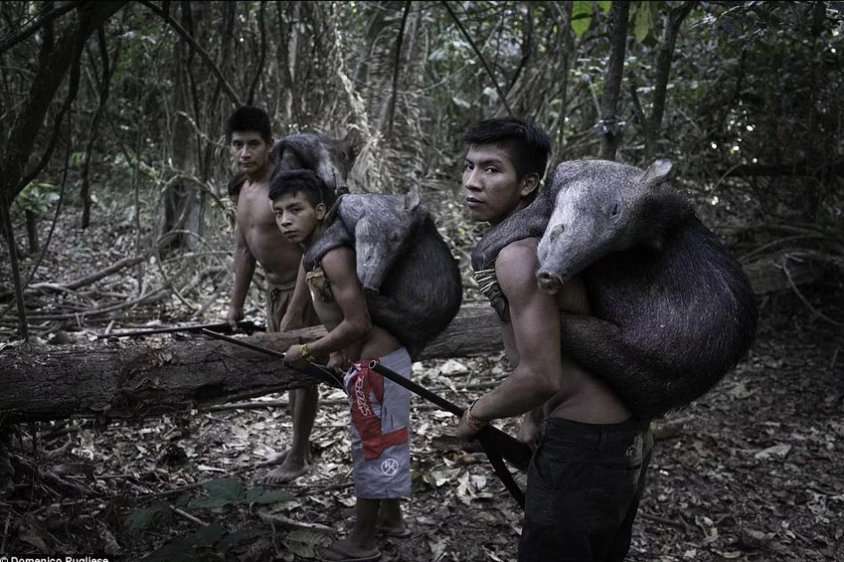 племена живущих в лесах. дикие племена амазонки неконтактные. неконтактные племена бразилии. человек в джунглях. пираха племя.