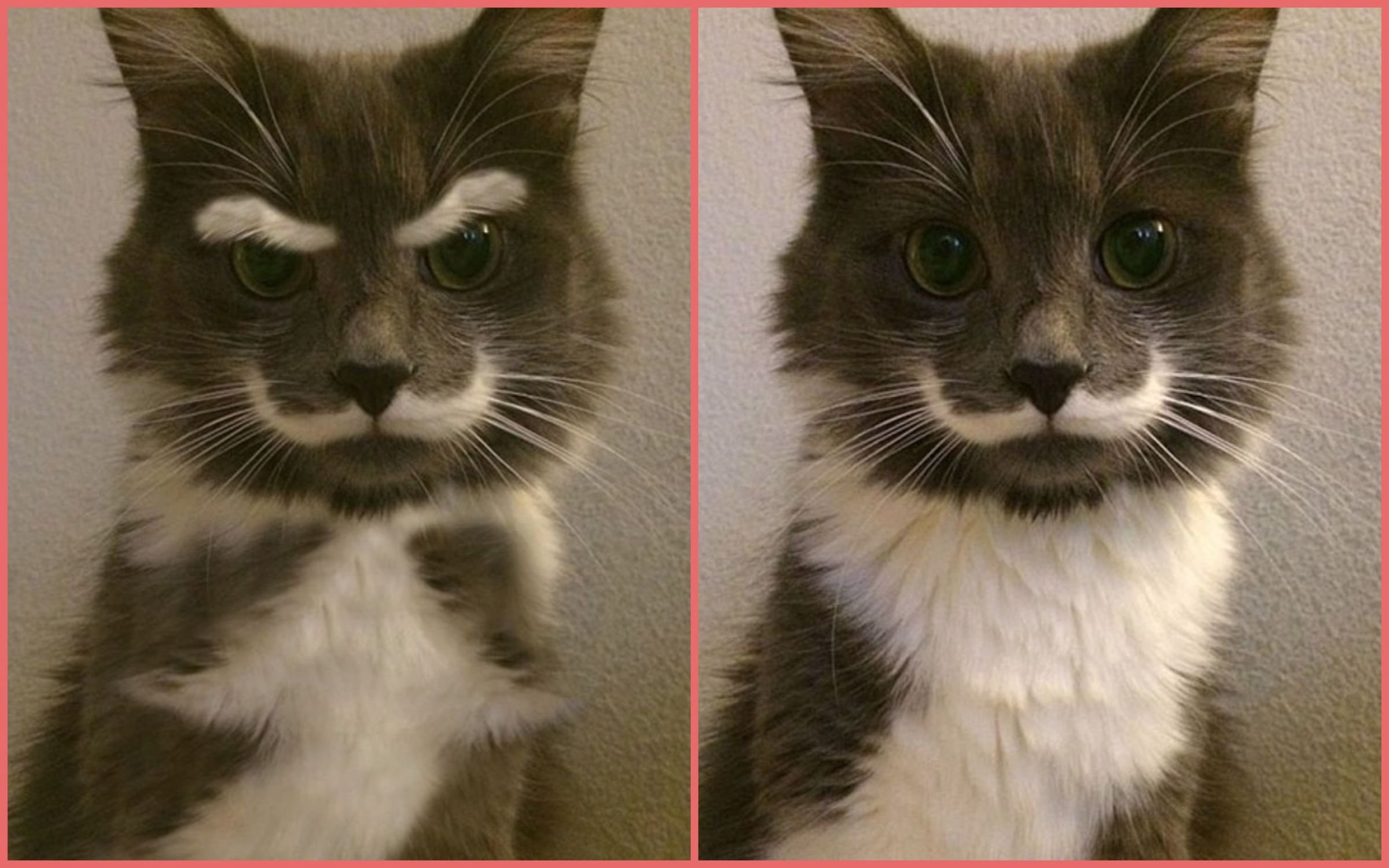 Кот с черными бровями