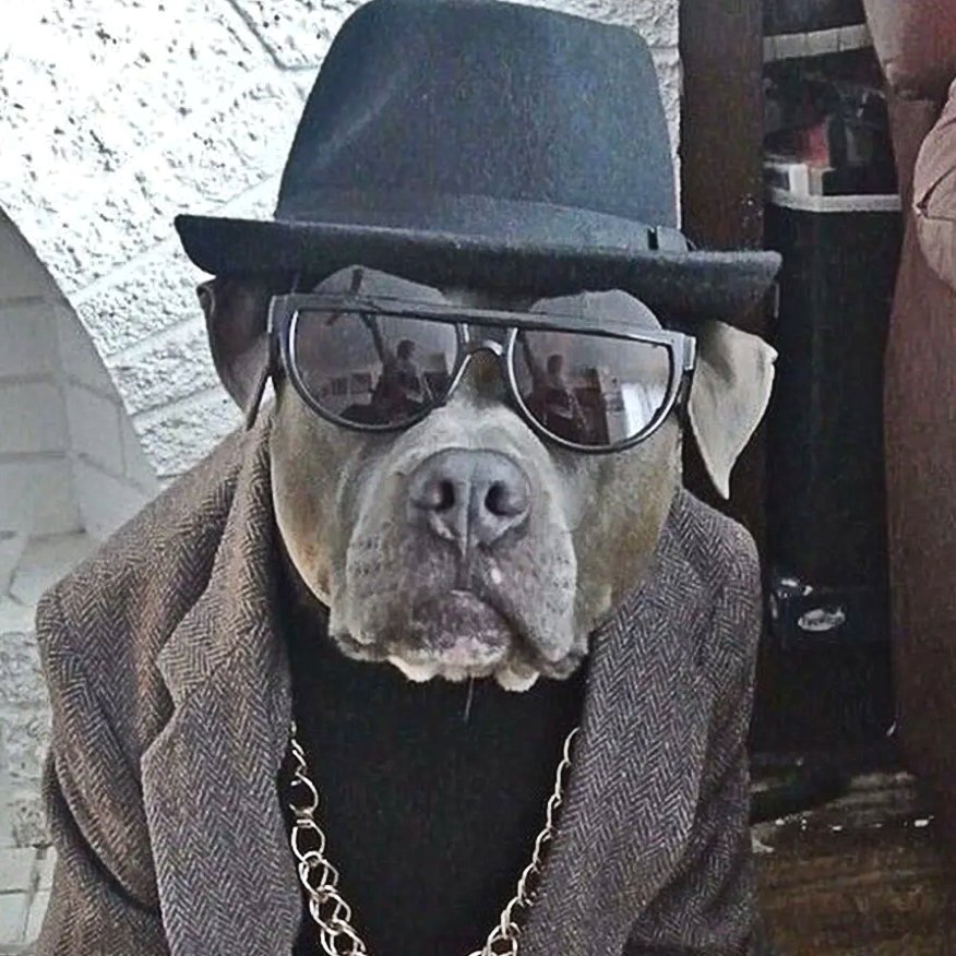 Пес бандит. Крутая собака. Собака гангстер. Блатная собака. Крутые животные в очках.